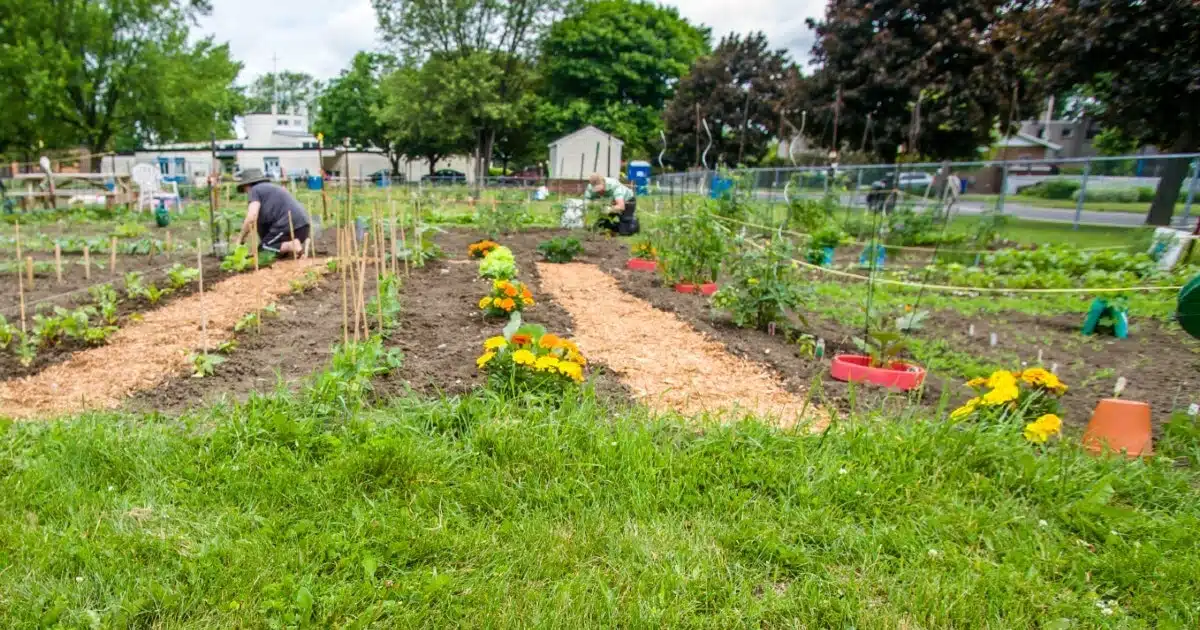 Faire un jardin communautaire