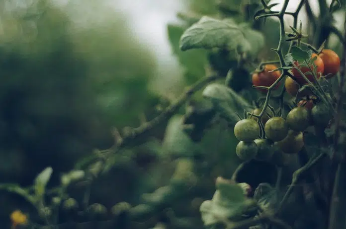 Quel type de pieu pour les tomates ?