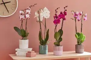 Est-ce qu’une orchidée change de couleur ?