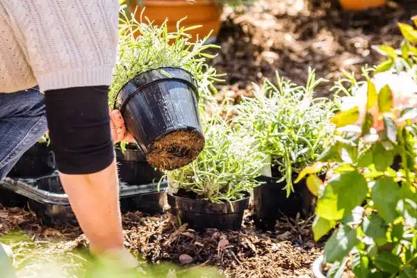 Les plantes annuelles et vivaces à planter