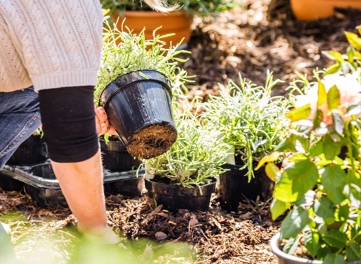 Les plantes annuelles et vivaces à planter