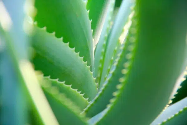 Comment entretenir un Aloe Vera ? ?