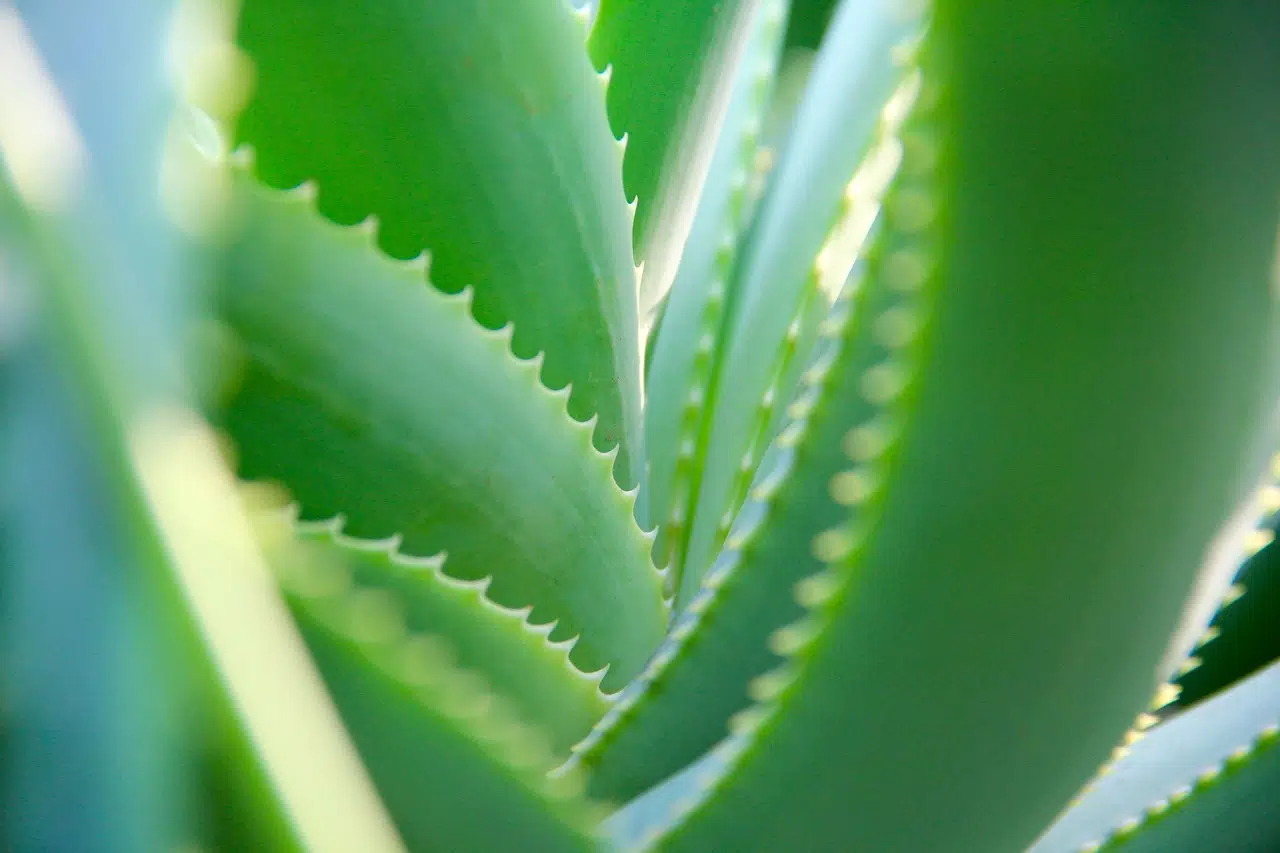 Comment entretenir un Aloe Vera ? ?