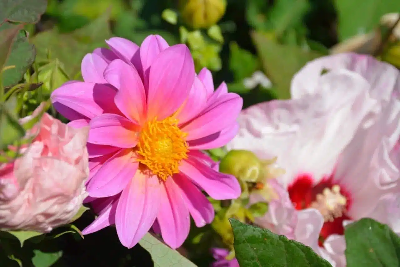 Conserver vos bulbes de fleurs en hiver : Les astuces indispensables