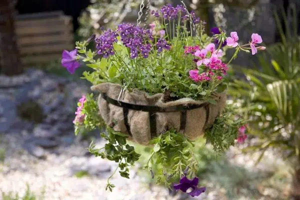 Comment replanter le pourpier ?