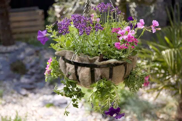 Comment replanter le pourpier ?