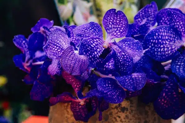 Orchidée bleue : les plus belles variétés