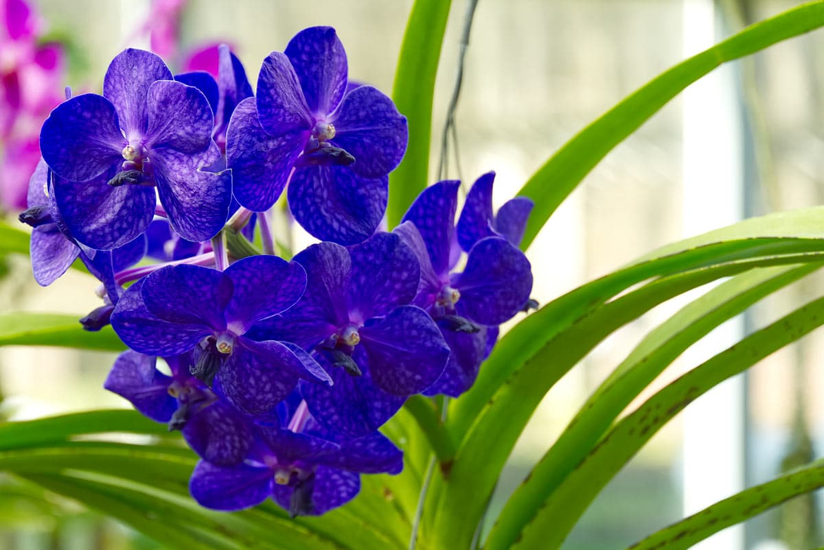 orchidée bleue 