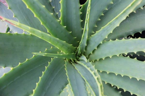 Comment nettoyer les feuilles des plantes vertes ?