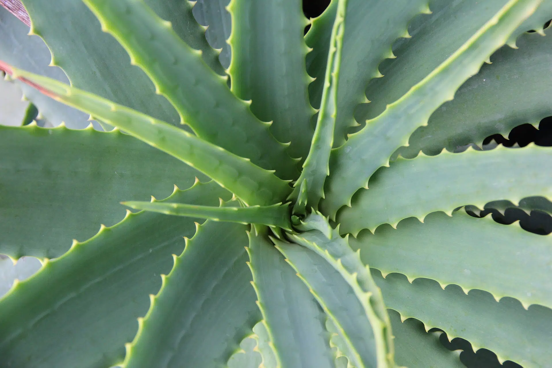 Comment nettoyer les feuilles des plantes vertes ?