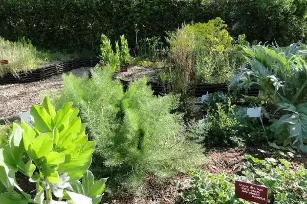Comment réaliser un jardin d’herbes aromatiques