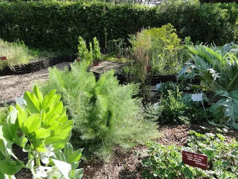 Comment réaliser un jardin d’herbes aromatiques