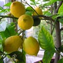 Comment protéger un citronnier en hiver ?