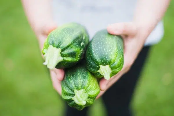 Pourquoi mes courgettes ne fraient-elles que des fleurs ?