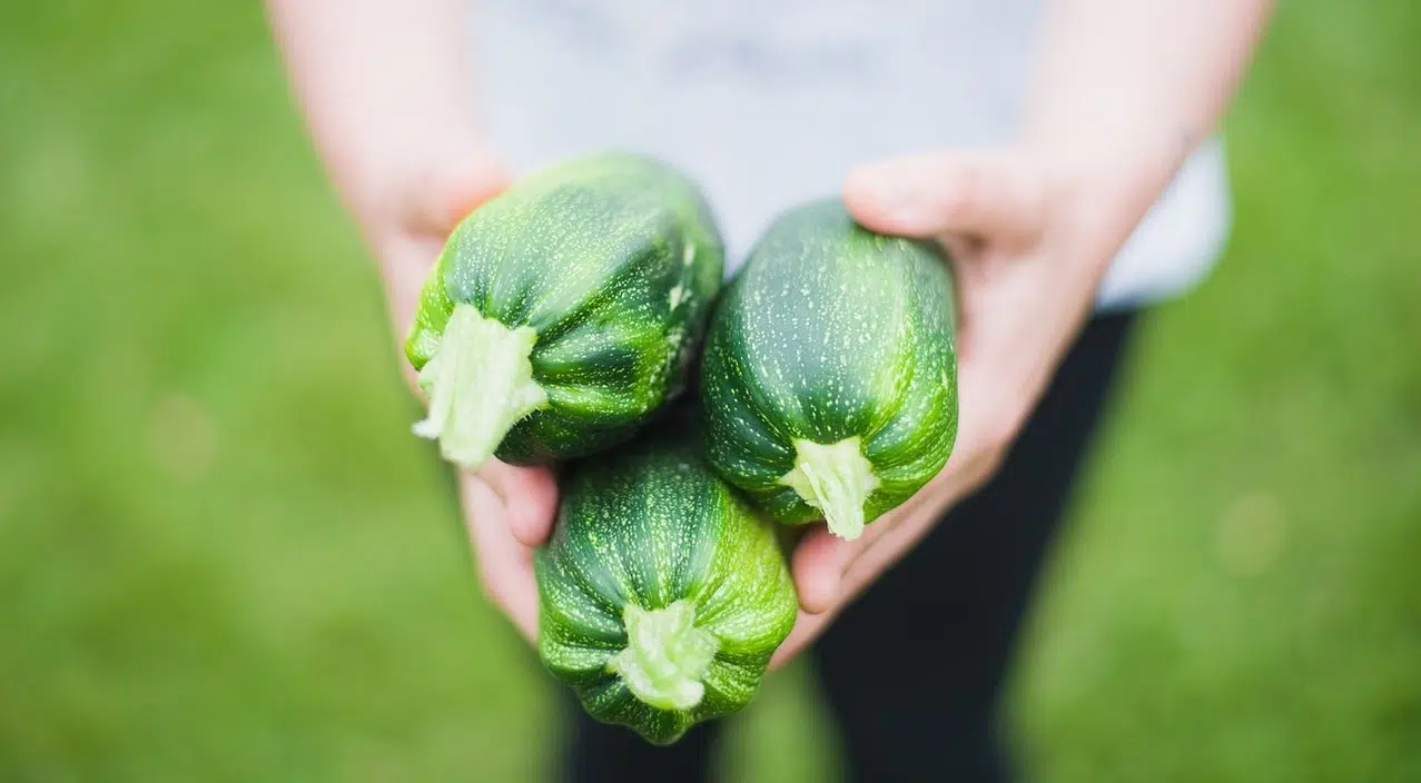 Pourquoi mes courgettes ne fraient-elles que des fleurs ?