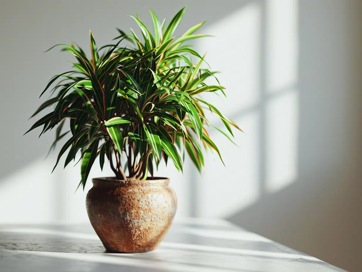 Entretien Dracaena reflexa : conseils et astuces pour une plante en bonne santé