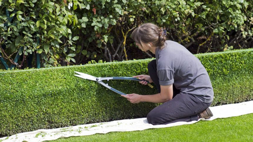 Faire appel à un jardinier professionnel : une idée à sérieusement reconsidérer