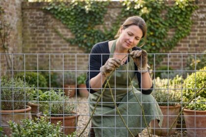 Femme jardinière installant un grillage en métal galvanisé dans un petit jardin urbain avec des rosiers grimpants
