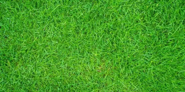 Un gazon parfait toute l’année : les astuces essentielles pour l’entretenir avec succès