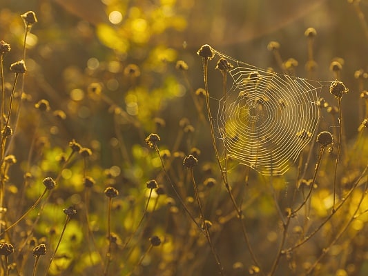 Comment chasser les abeilles solitaires ?