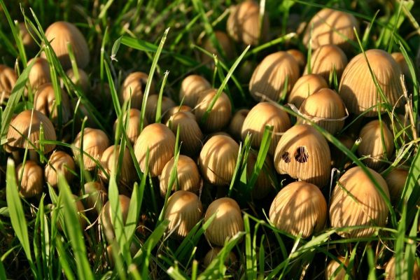 Pourquoi les champignons poussent-ils en rond ?