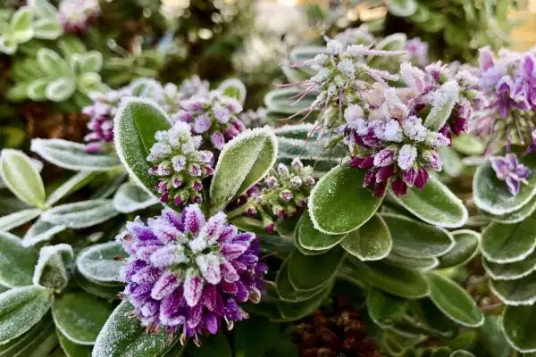 6 plantes d’hiver à planter pour décorer votre jardin