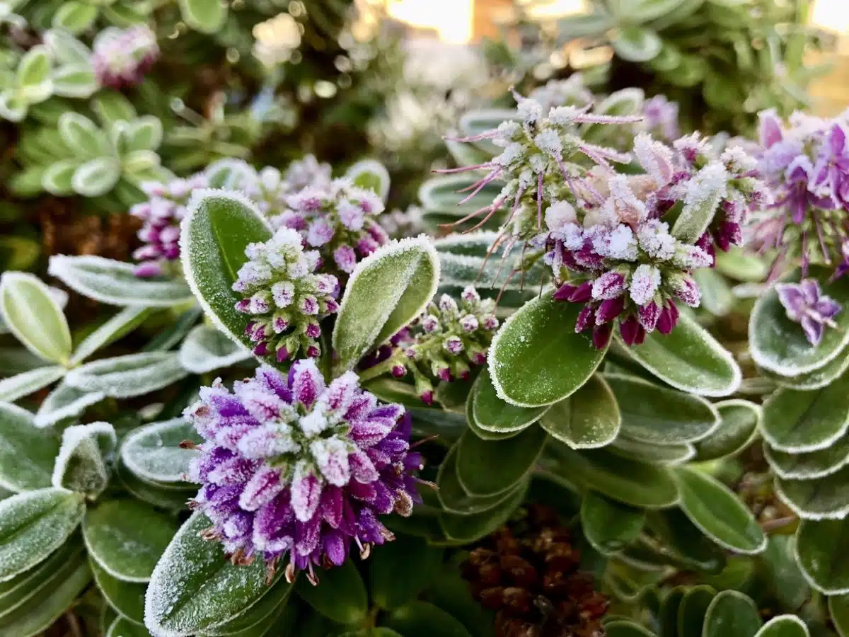 6 plantes d’hiver à planter pour décorer votre jardin