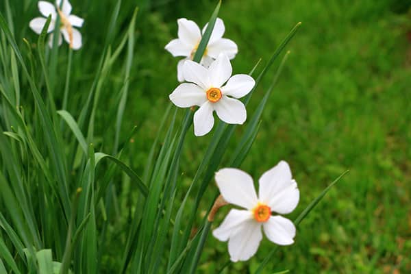 Quand couper les feuilles des jonquilles ?