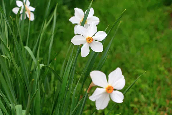 Quand couper les feuilles des jonquilles ?