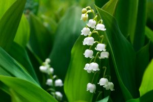 Les fleurs de saison pour le mois de mai