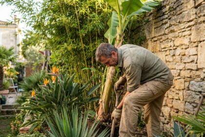 Paysagiste professionnel plantant un bananier tropical dans un jardin exotique à Bordeaux avec mur en pierre ancienne