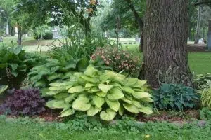 Pourquoi mon hortensia a-t-il des feuilles jaunes ?