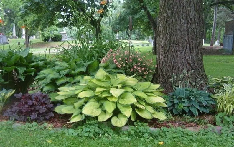 Pourquoi mon hortensia a-t-il des feuilles jaunes ?