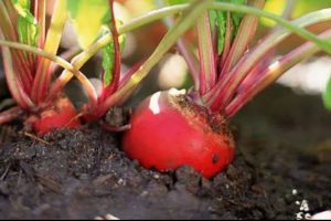 4 légumes d’hiver à planter pour une récolte abondante