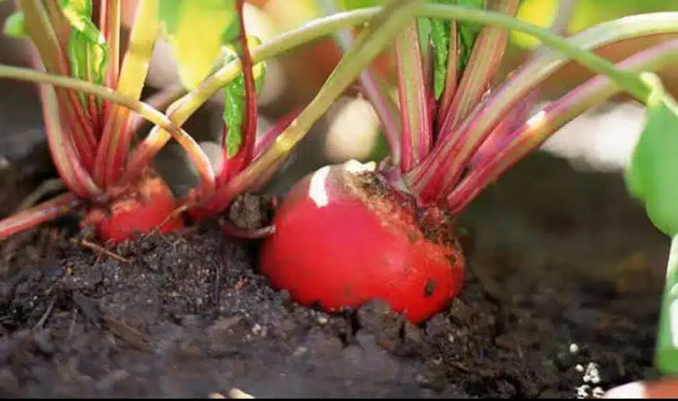 4 légumes d’hiver à planter pour une récolte abondante