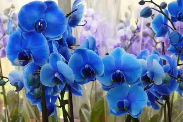Comment s’occuper d’une orchidée bleue?