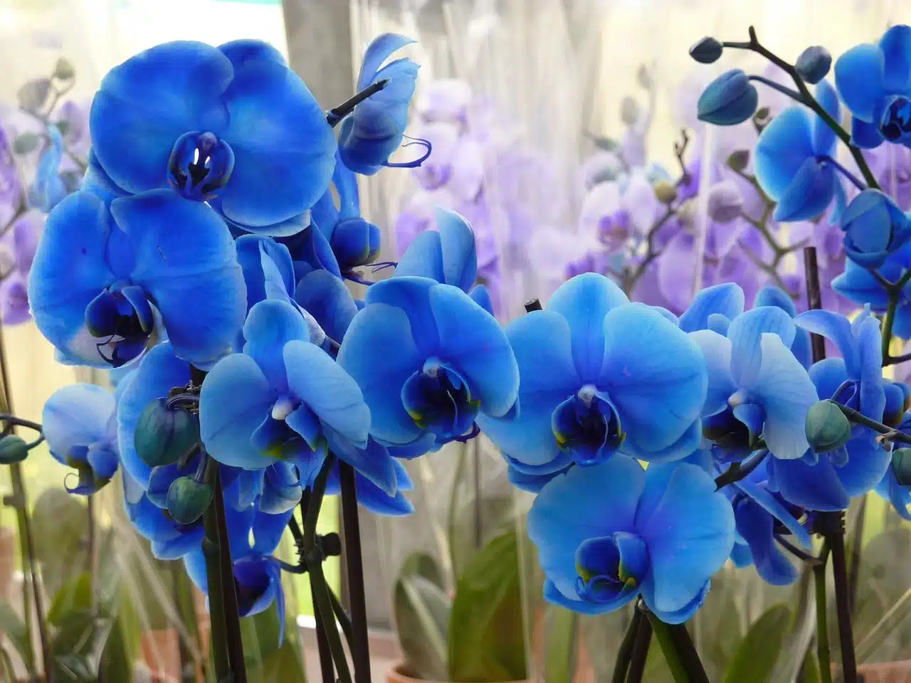 Comment s’occuper d’une orchidée bleue?