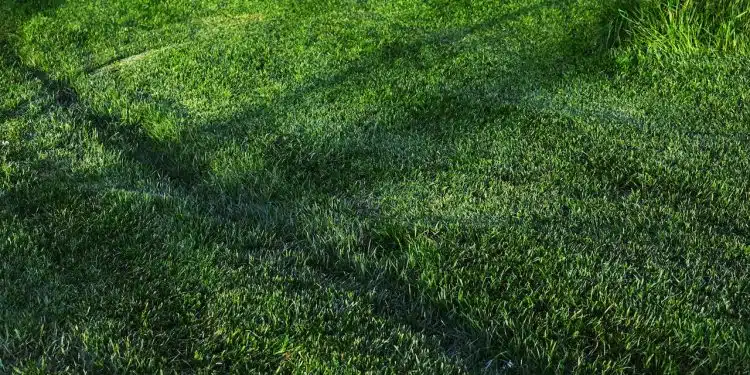 Réparer facilement un gazon abîmé ou détérioré : nos astuces et conseils