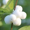 Pourquoi les feuilles d’orangers jaunissent-elles ?