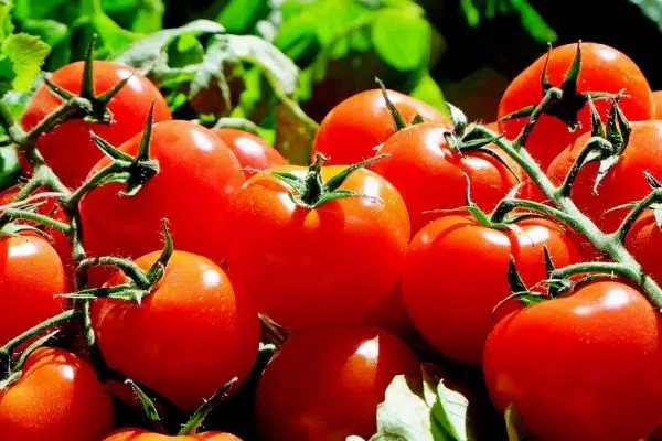 Quelques maladies de la tomate à connaître à tout prix