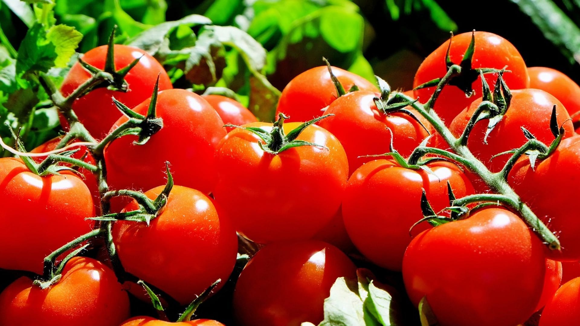 Quelques maladies de la tomate à connaître à tout prix