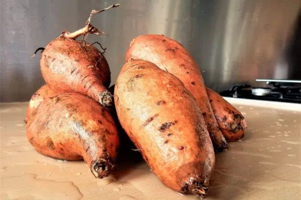 À quelle vitesse germer des patates douces ?